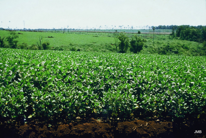 AÑO 1980 - COLOR - VIDA CAMPESINA EN PARAGUAY (JOSÉ MARÍA BLANCH)